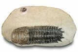 Bargain, Crotalocephalina Trilobite - Atchana, Morocco #252410-2